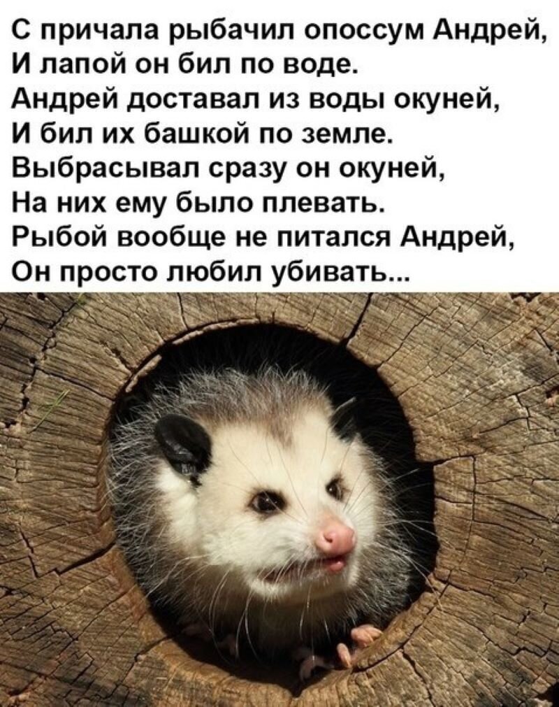 Рыбачил опоссум Андрей