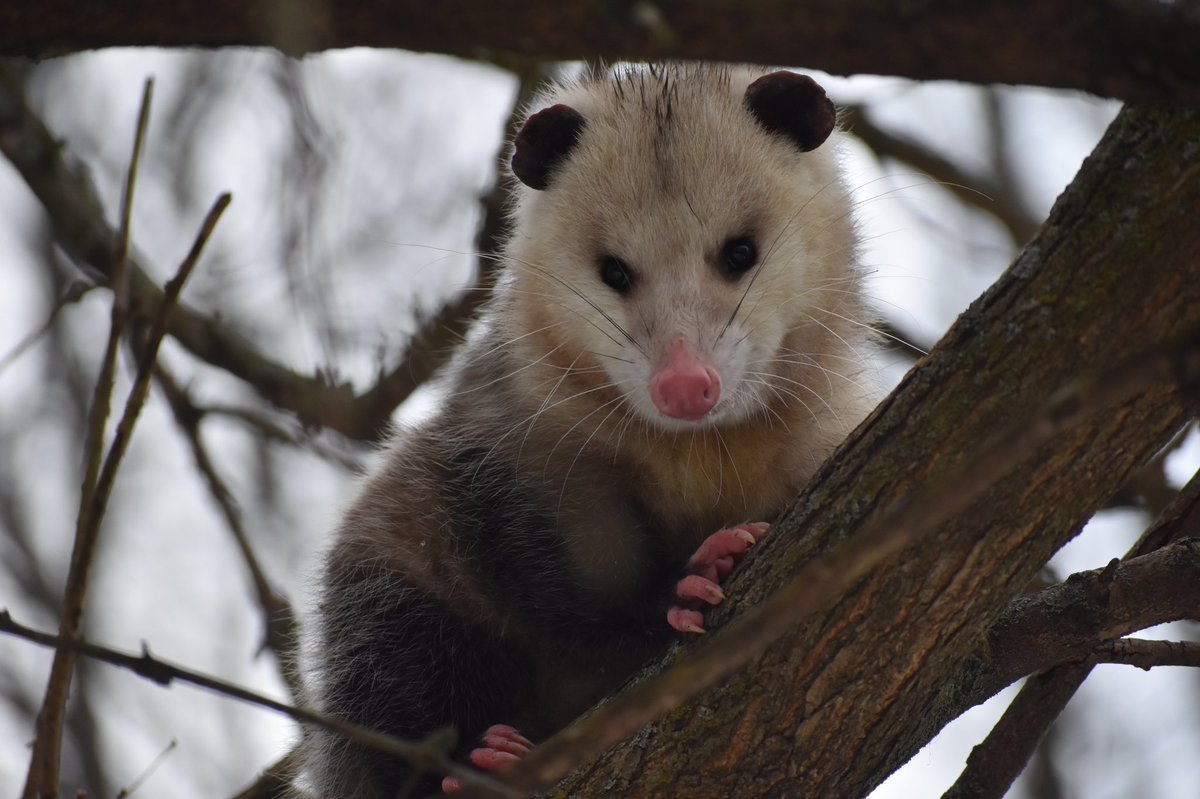 Обои на рабочий стол опоссум