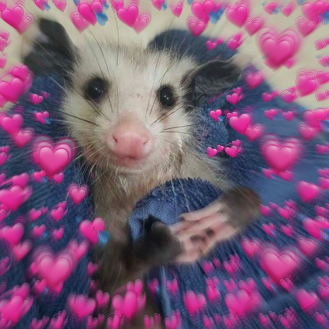 Опоссум розовый