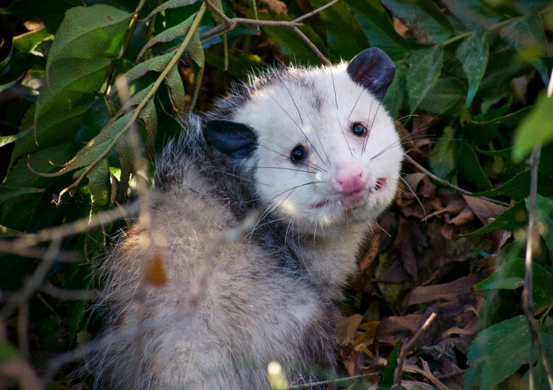 Древесный опоссум