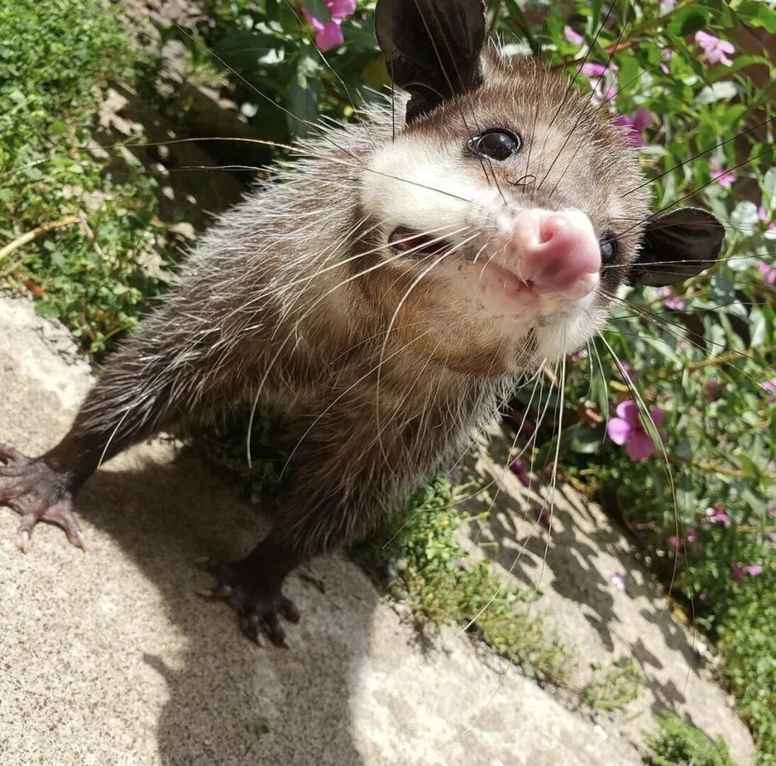 Саблезубый опоссум