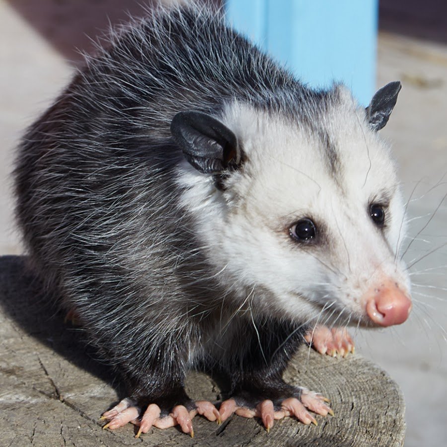 Опоссум вонючка