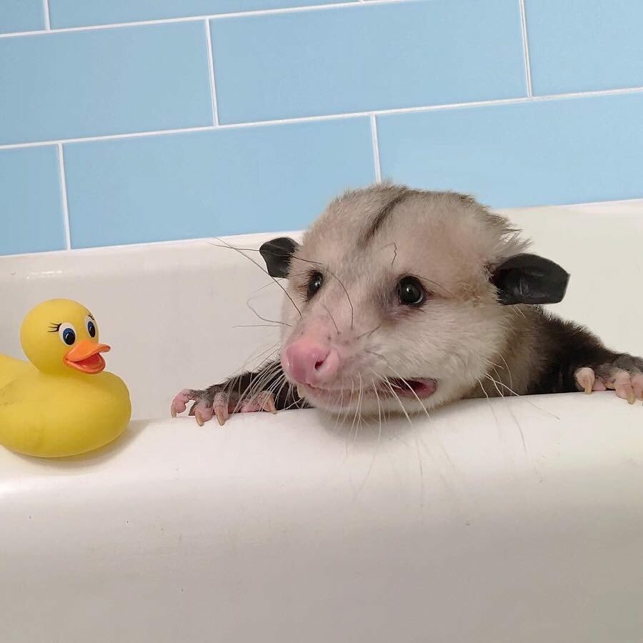 Смешной опоссум