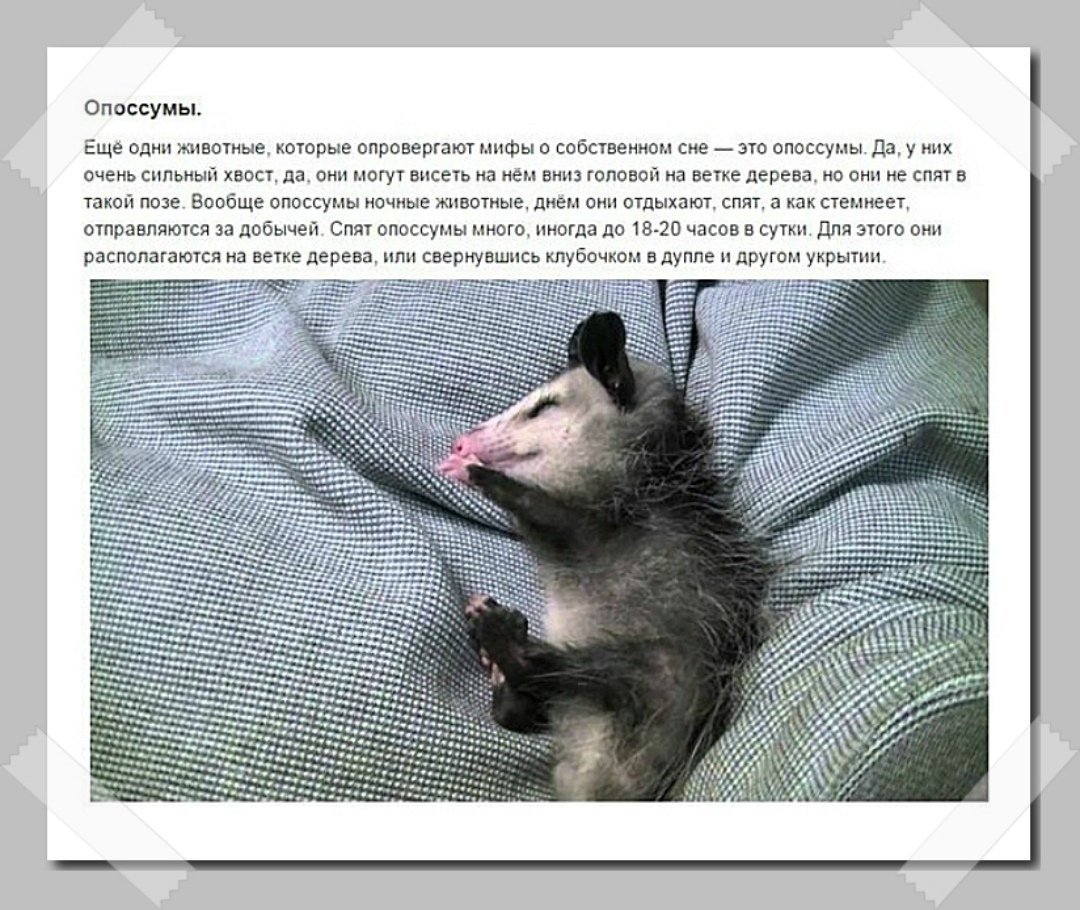 Животные которые спят вверх ногами