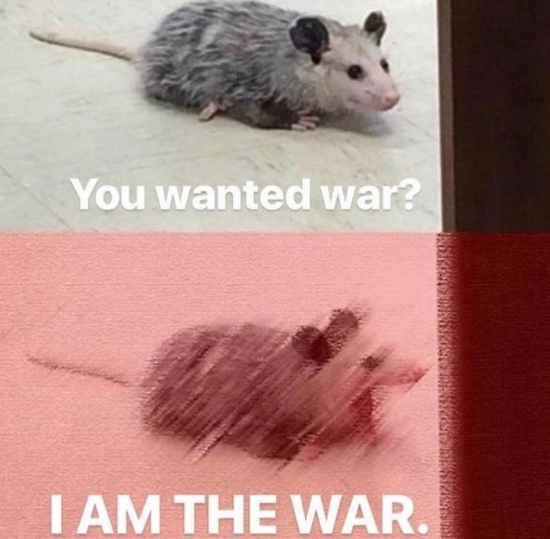 Мемы с опоссумами