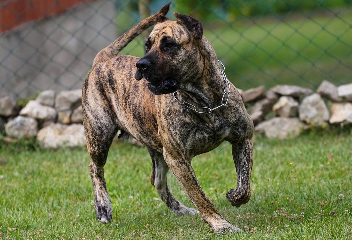 Алано Эспаньол собака