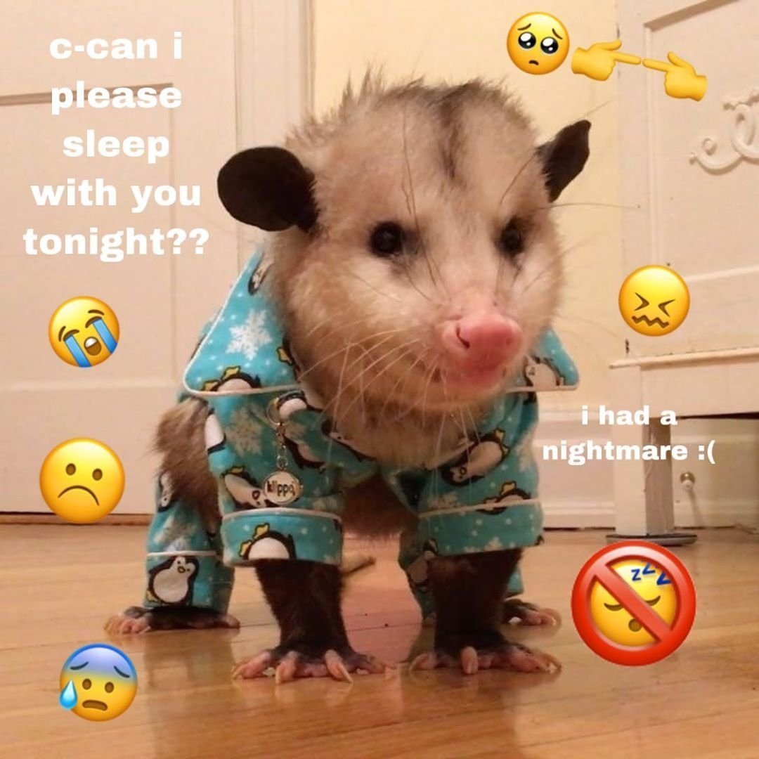 Опоссум в одежде