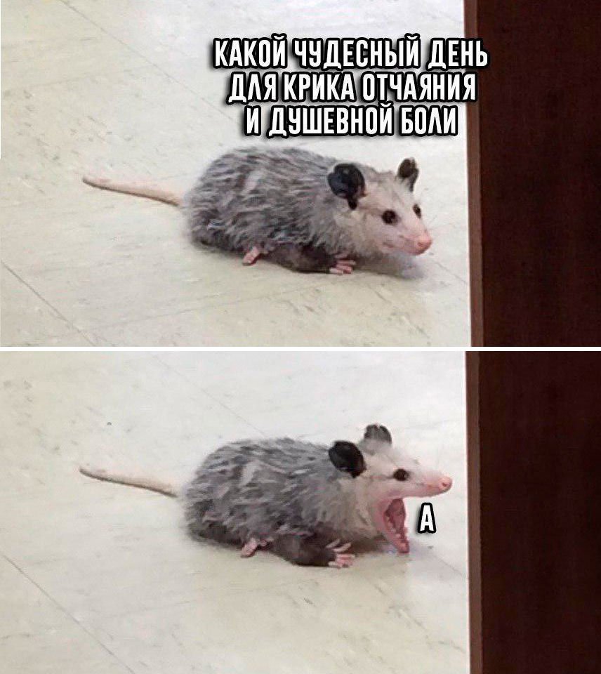 Мемы с опоссумами