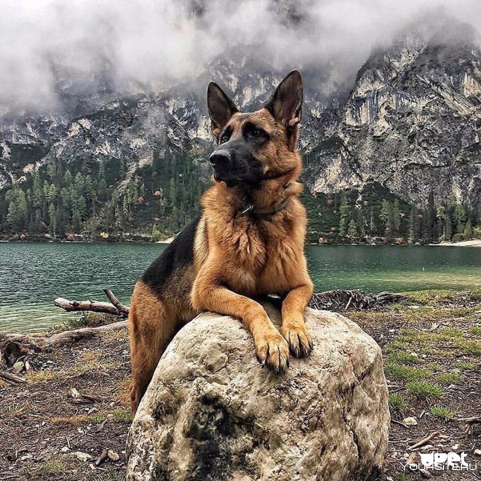 Морда грустной овчарки