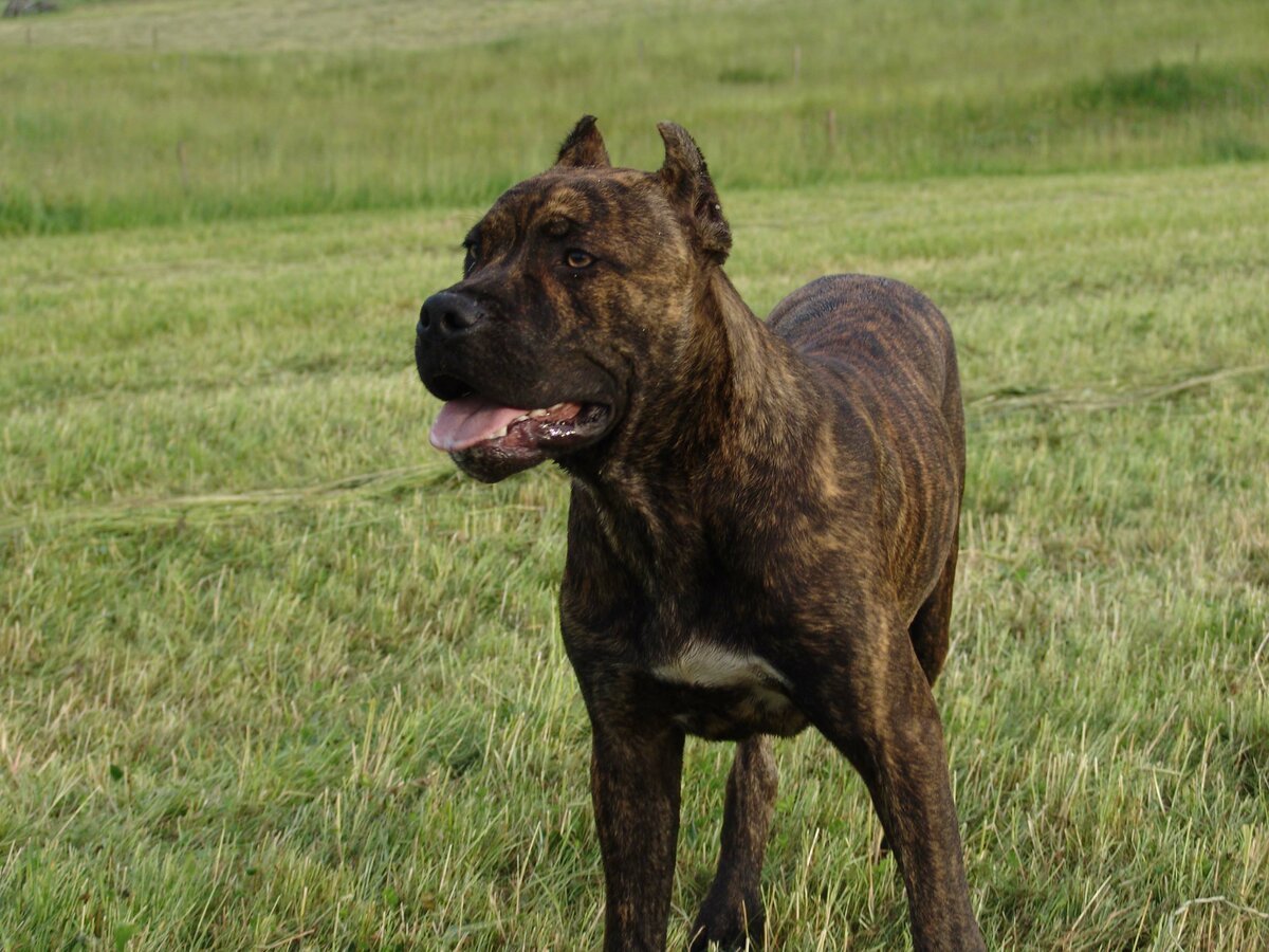 Алано Эспаньол щенки