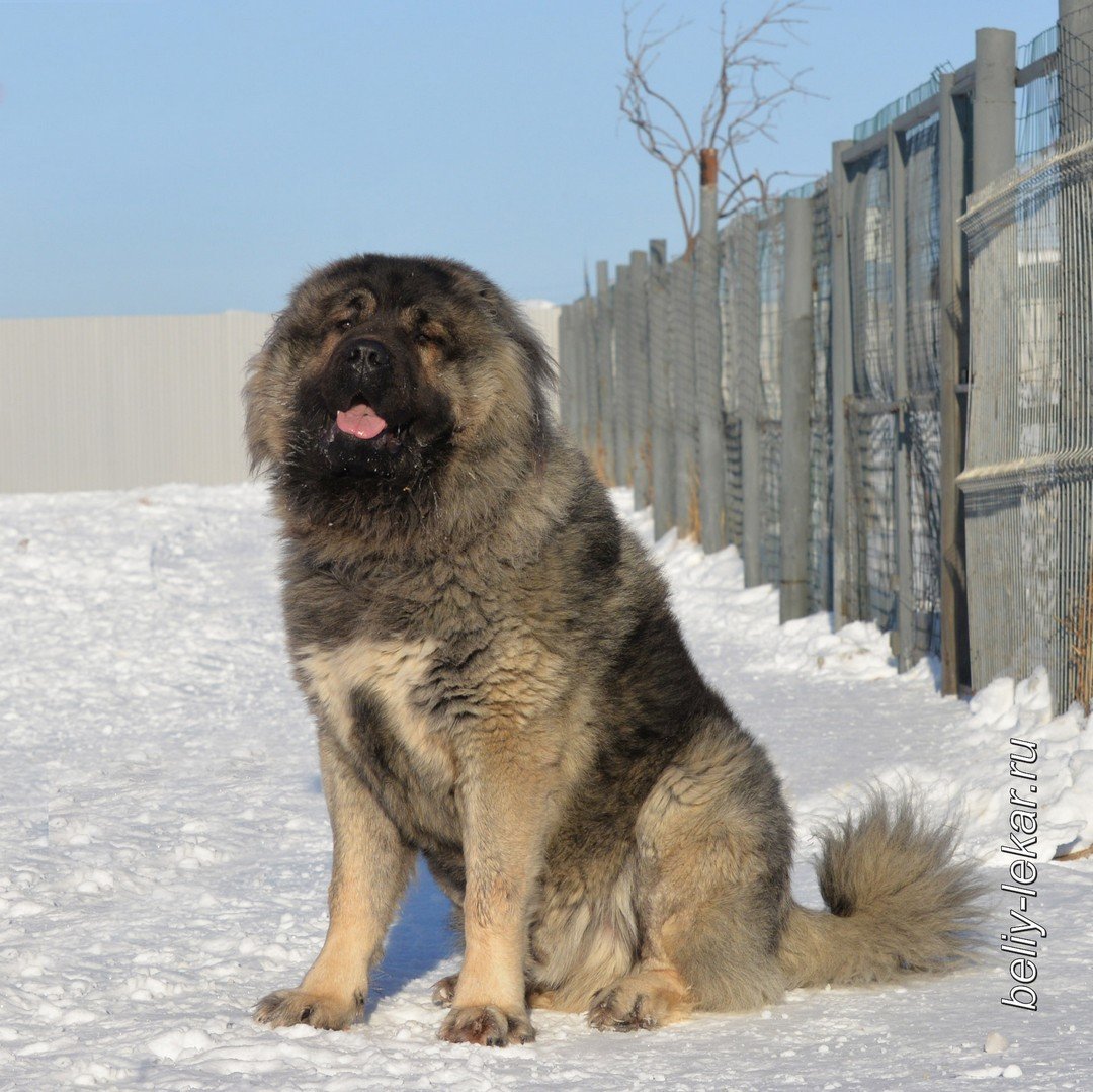 Алана Испаньолы собаки фото