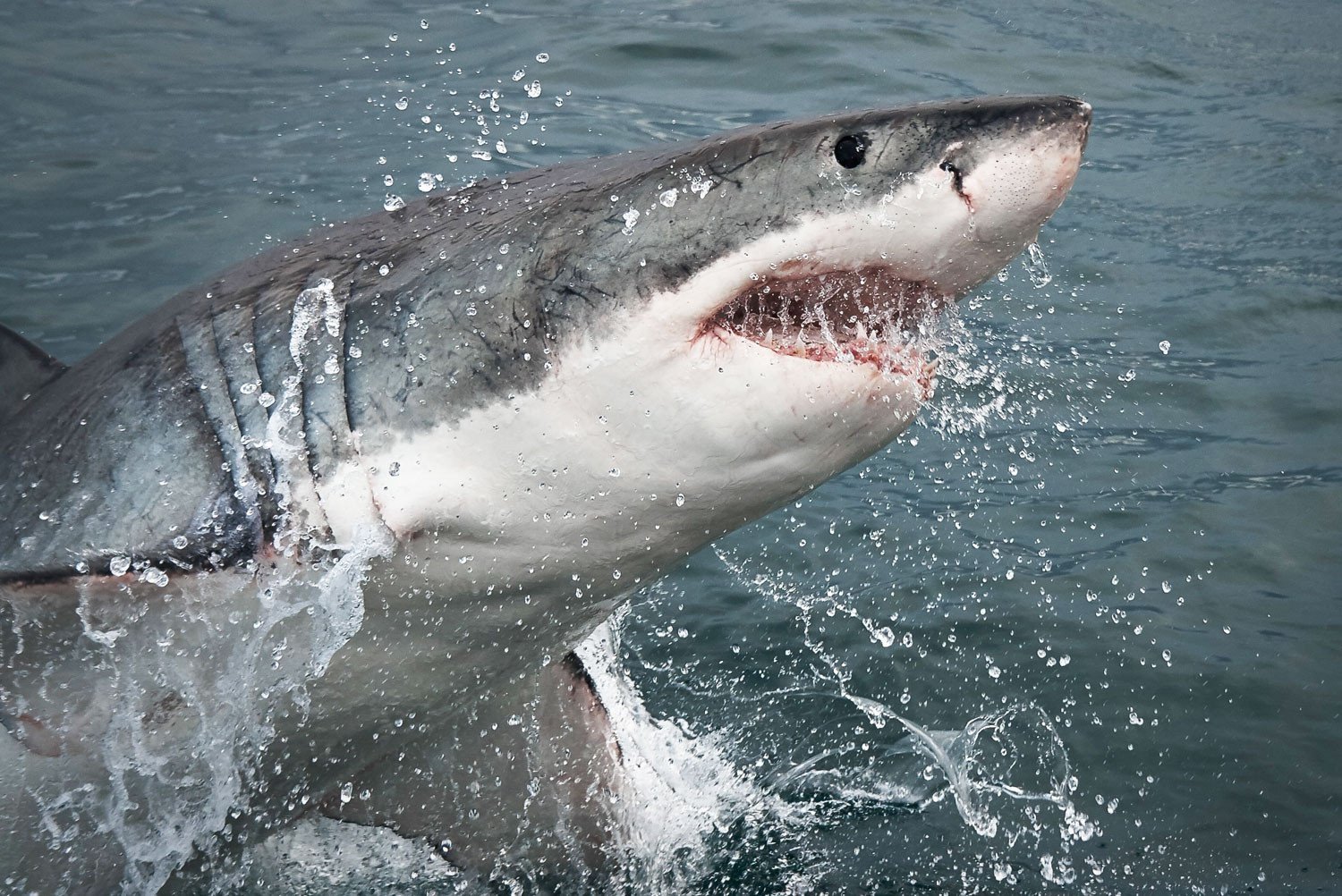 Мако акула опасна для человека. Акула мако. Акула акула мако. Акула мако прыжок.