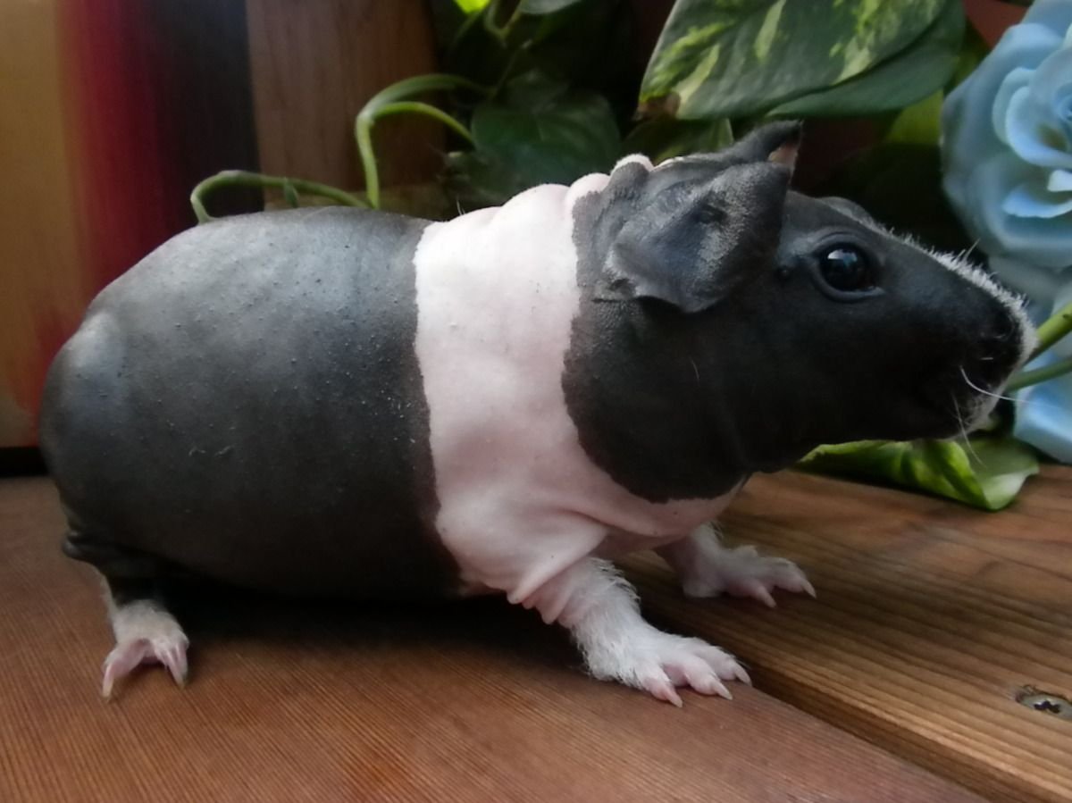 Бегемотик Фиона