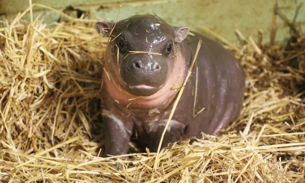 Карликовый Бегемот