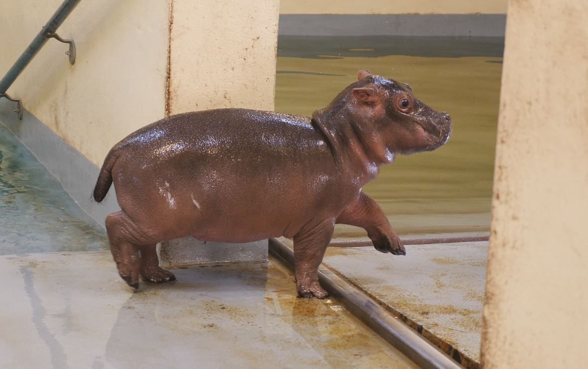 Самый маленький Бегемот в мире