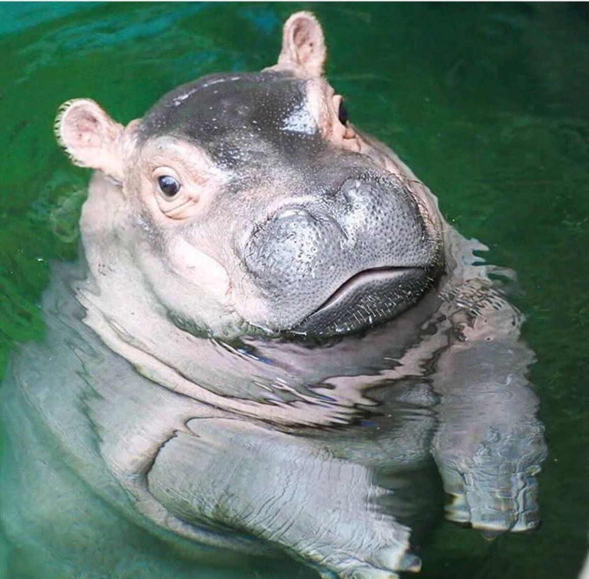 Новорожденный карликовый Бегемот