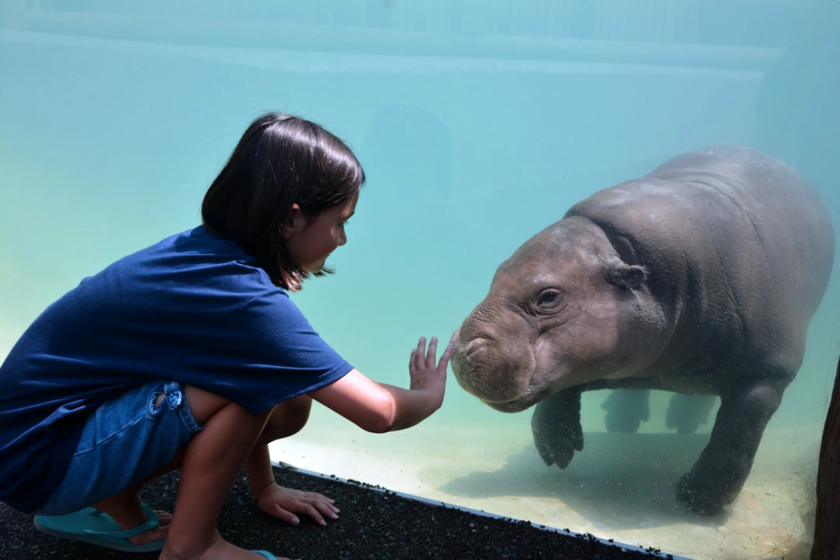 Мини гиппопотам