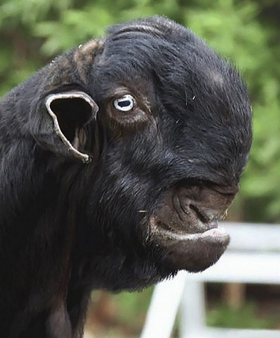 Горный козел Ибекс