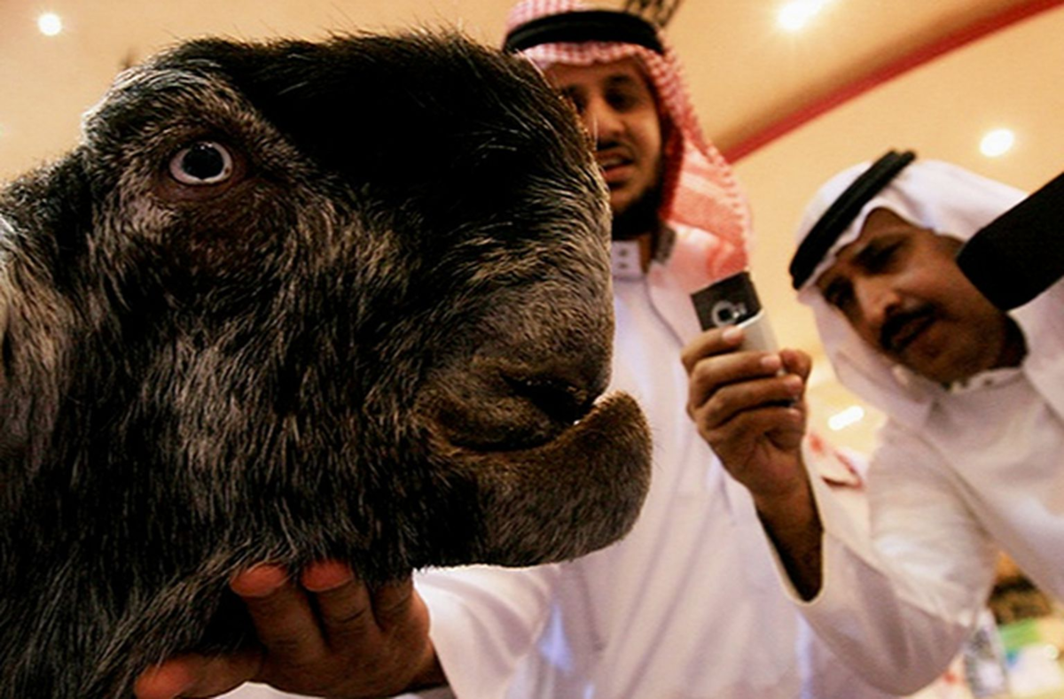 Дамасская Шами