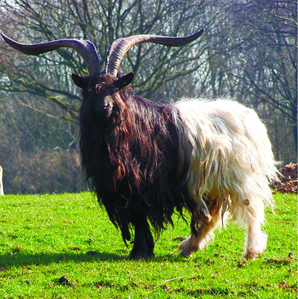 Дамасская коза Шами