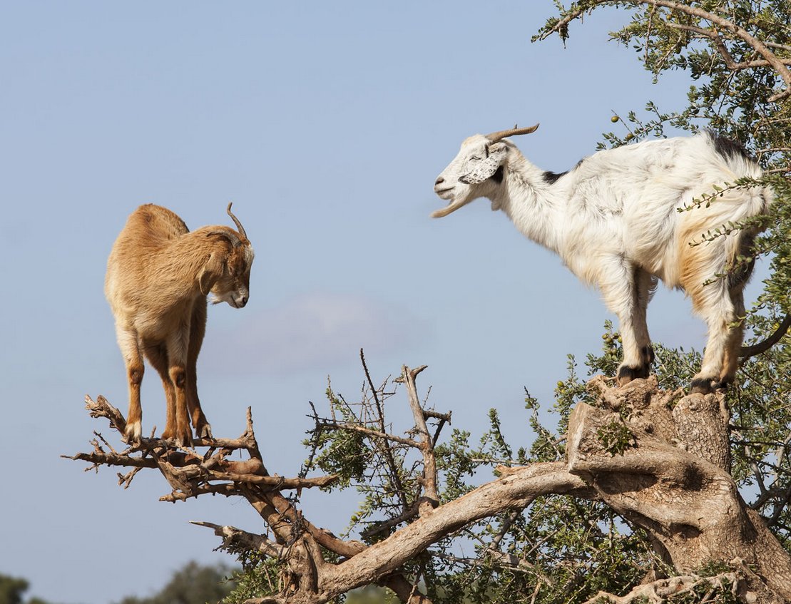 Гулаби козы