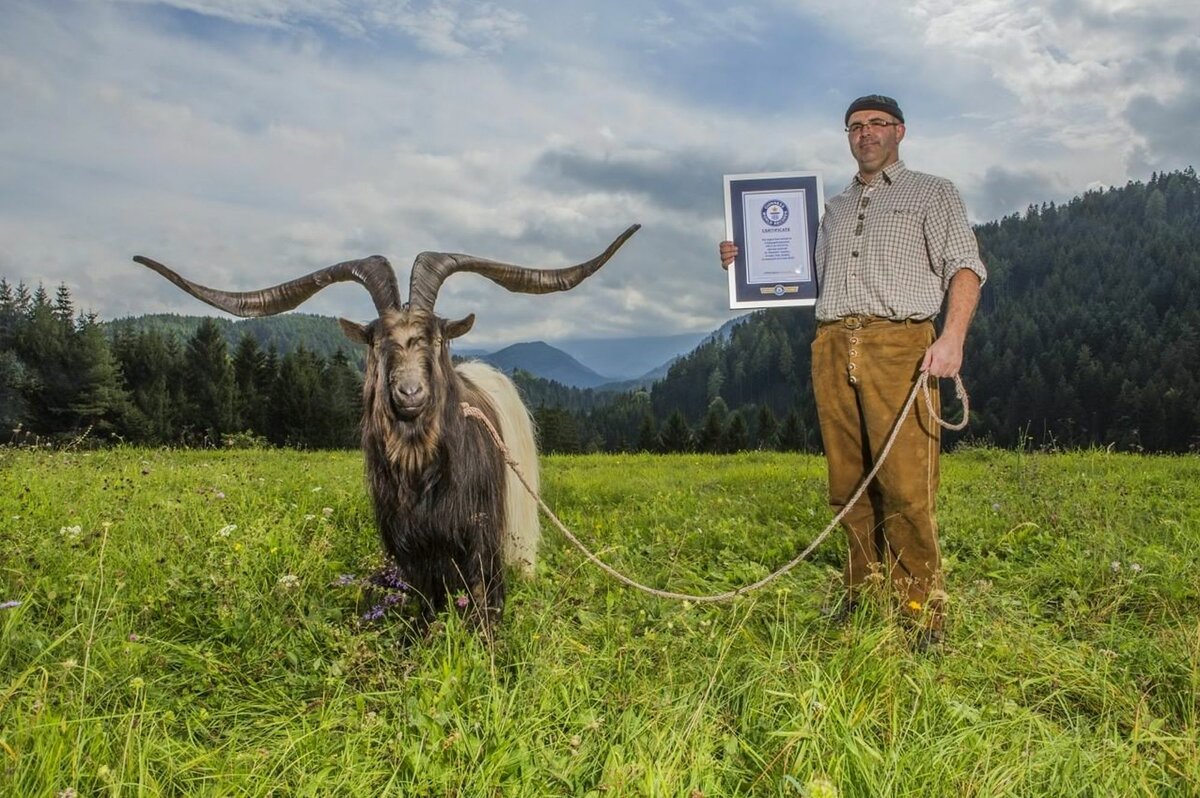 Ангорский козел