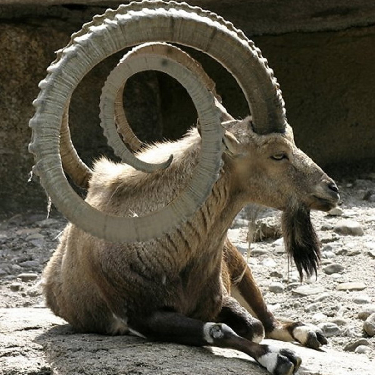 Винторогая антилопа