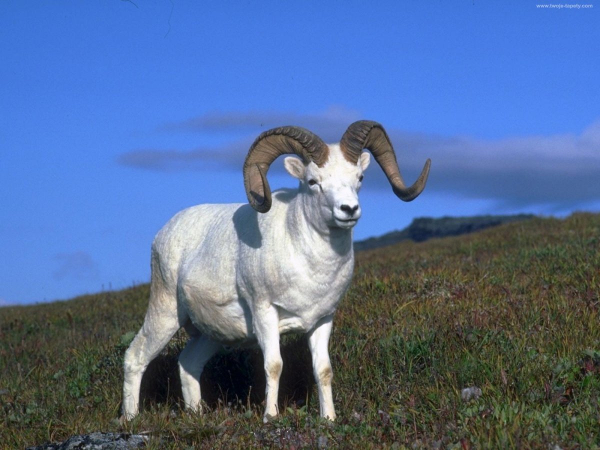 Мэнский лохтан