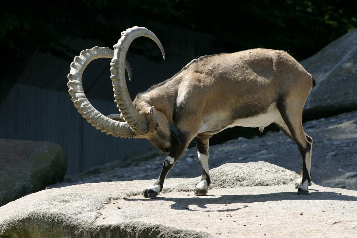 Горный козёл Хорн