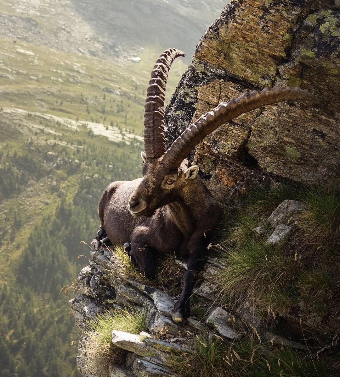 Винторогий горный баран Архар