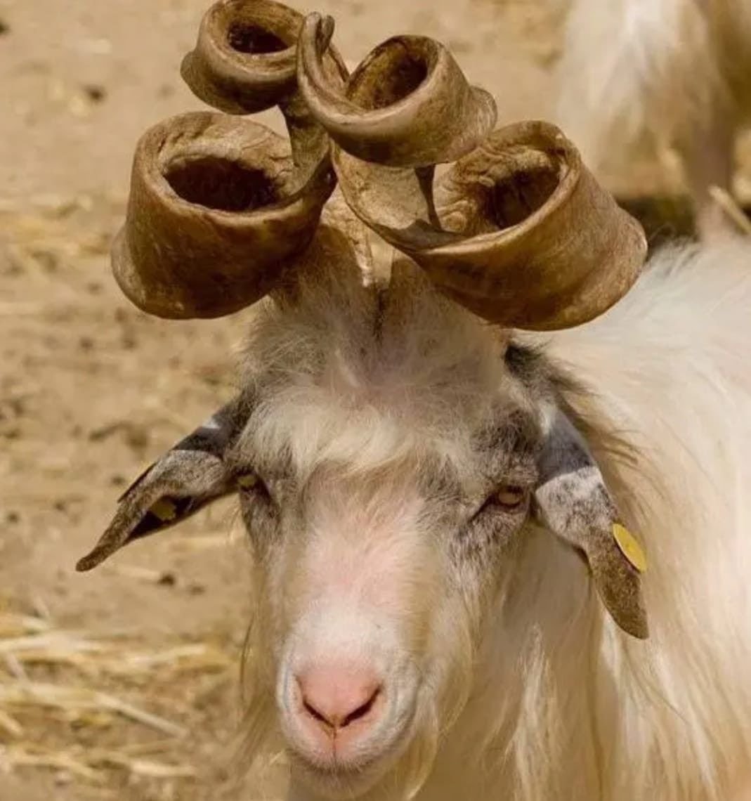 Смешной козел