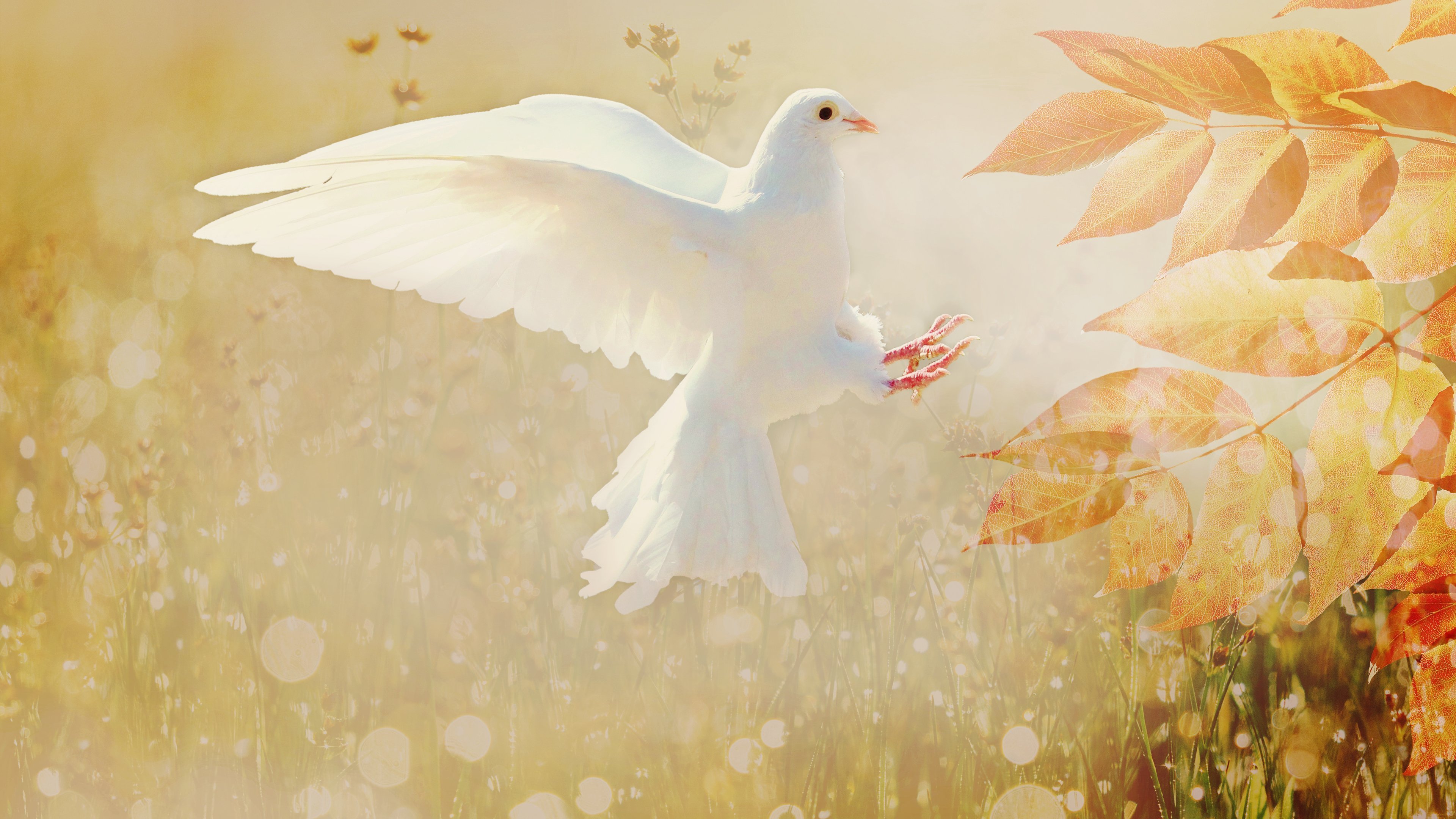 Фон голубей. Белый голубь. Осень голуби. Белый голубь осень. Красивый фон с голубями.