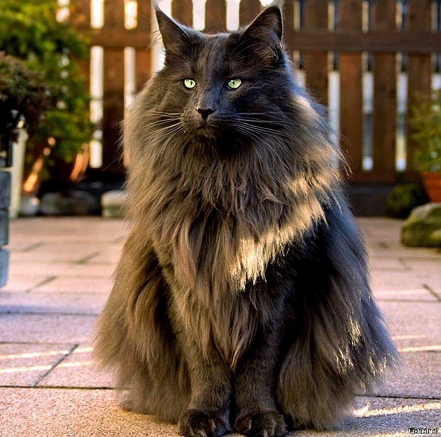 Норвегиан Форест Кэт