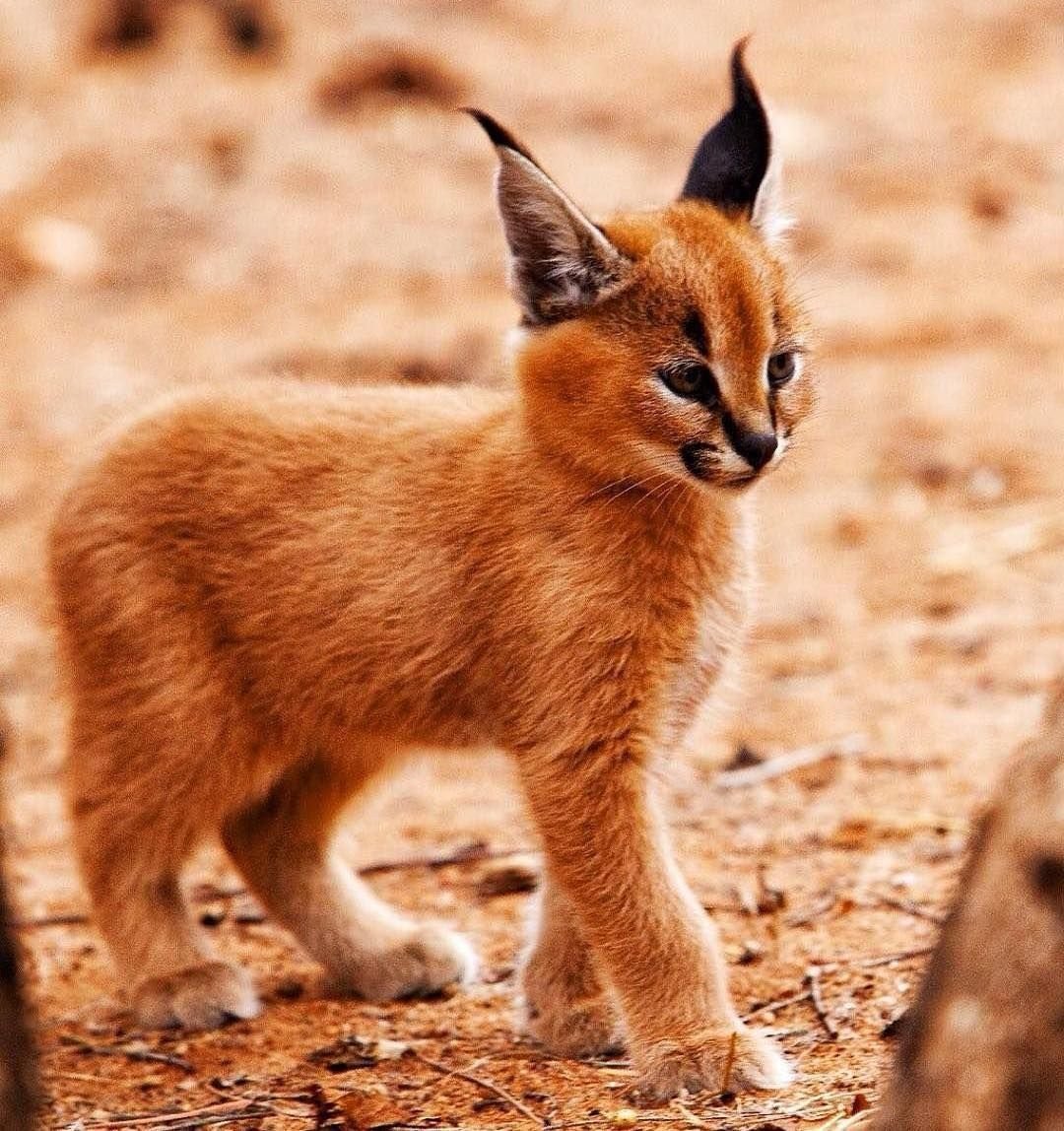 Сервал и каракал