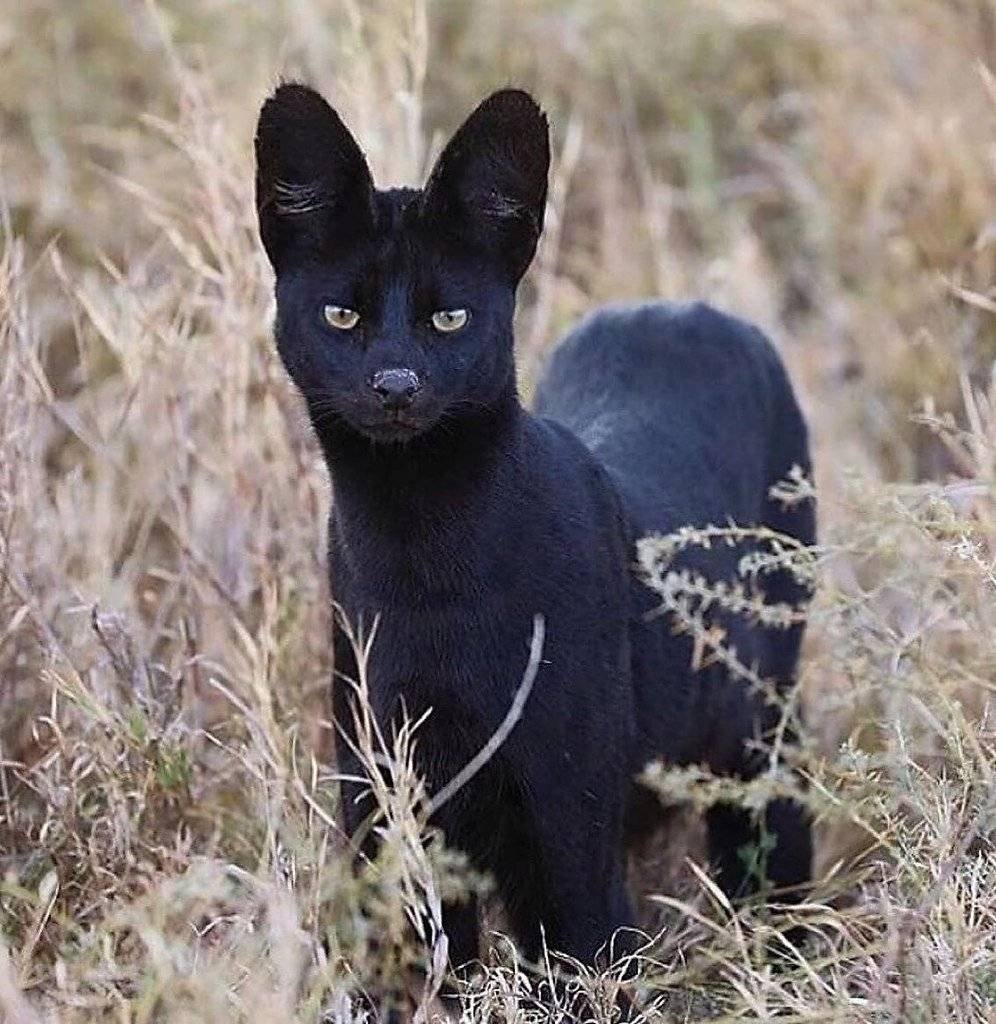 Сервал меланист