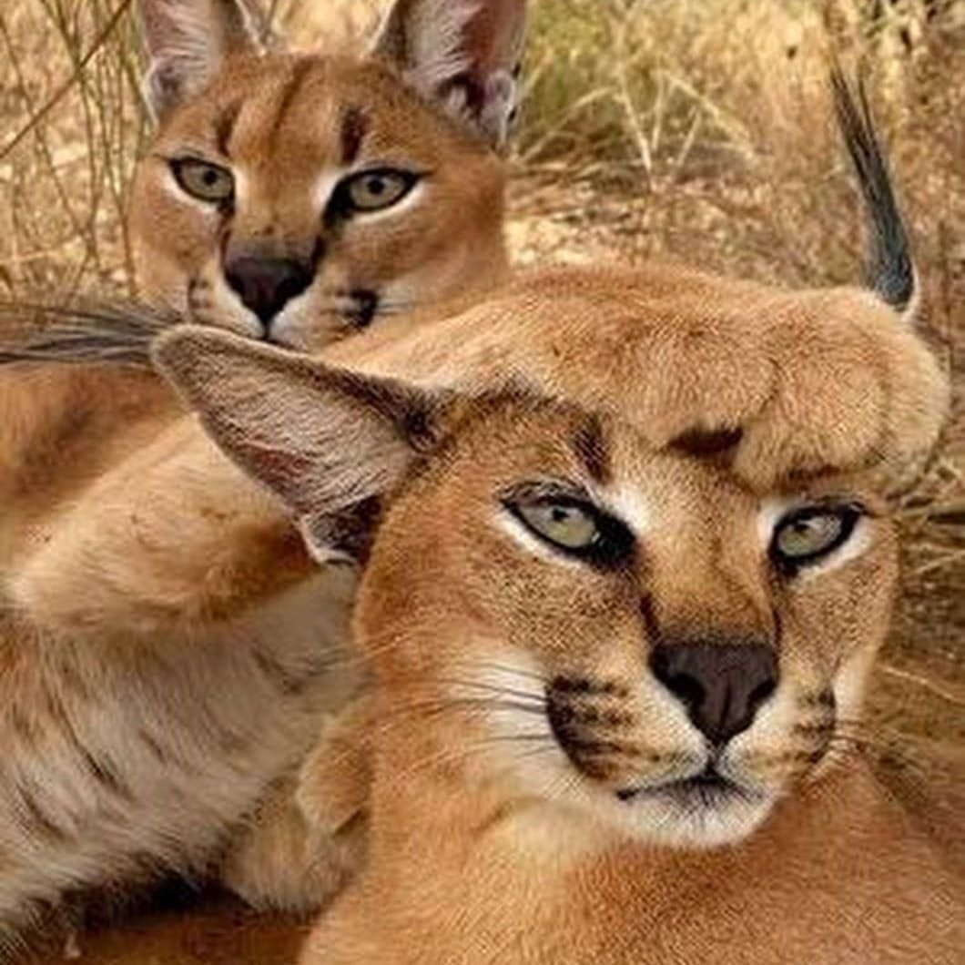 Каракал самец и самка