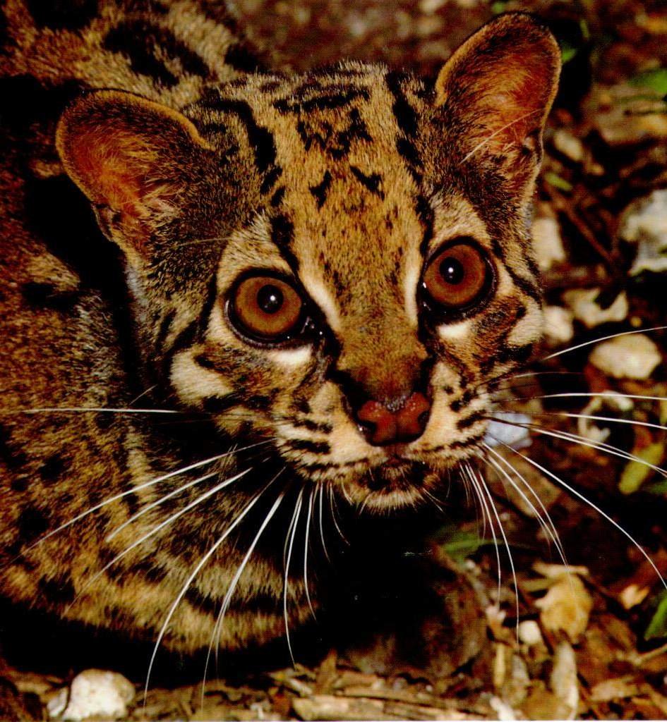 Pardofelis Marmorata