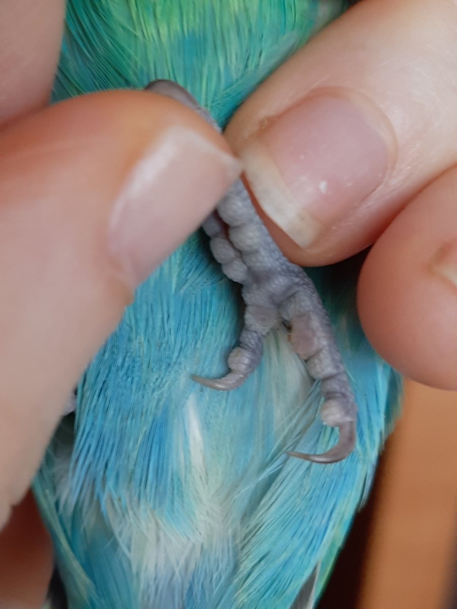 Лапки самца попугая волнистого