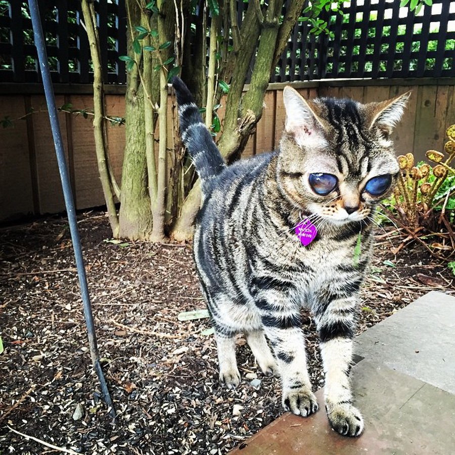 Кошка Матильда инопланетянка