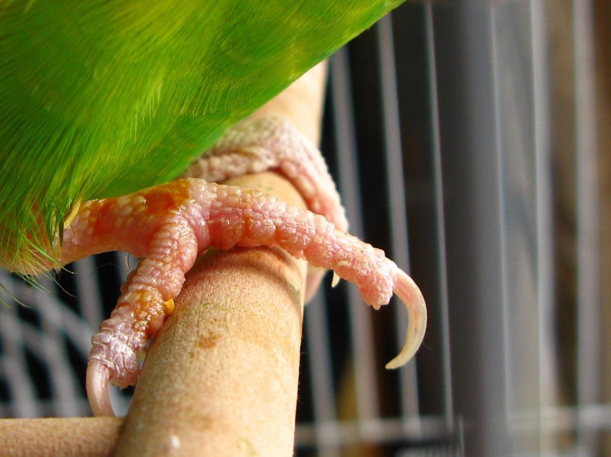Лапы попугая ара