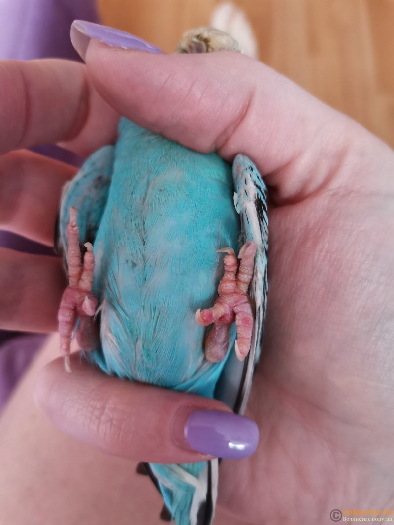 Волнистый попугай в 4 лапы