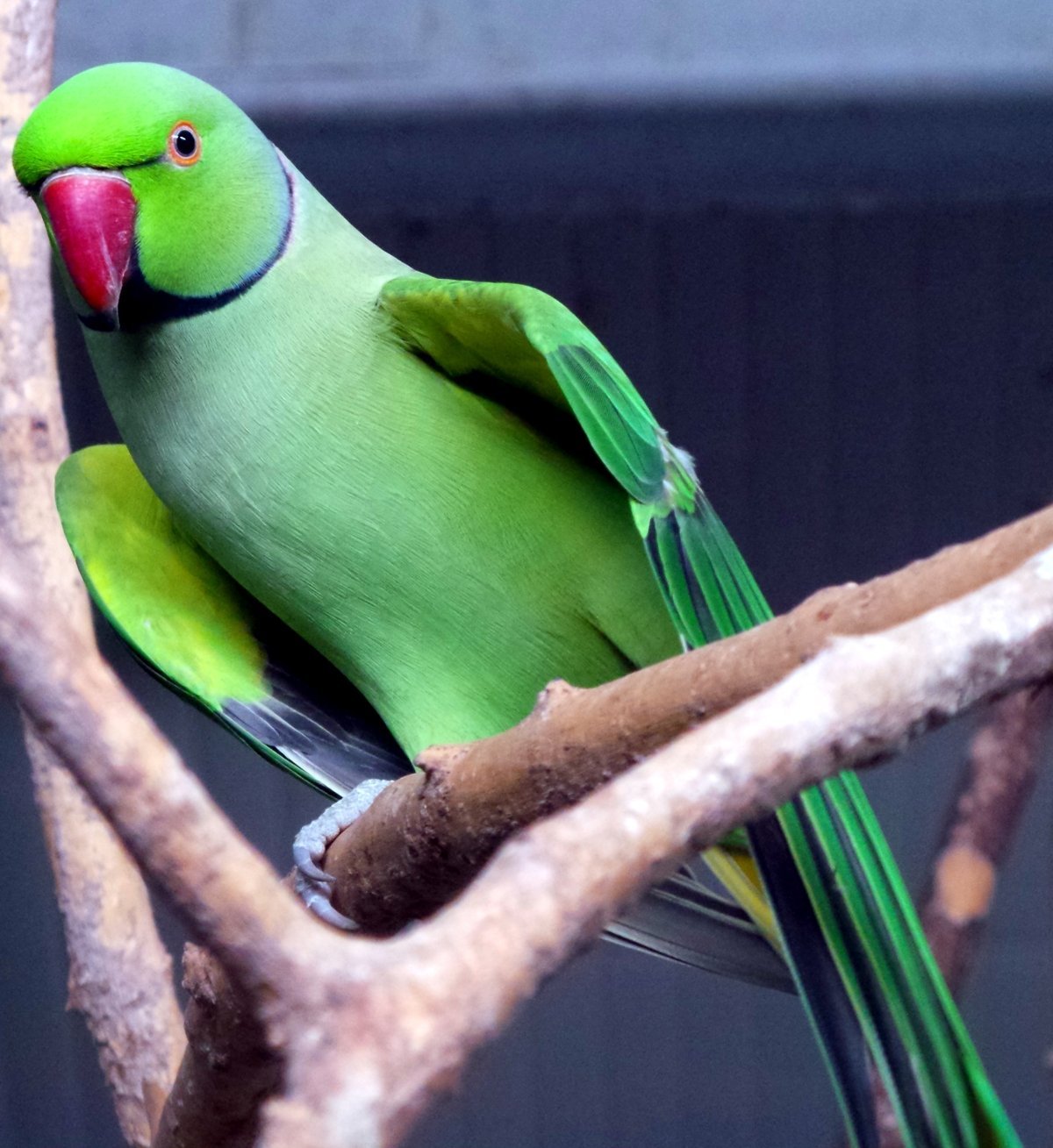 Ожереловый разговаривает. Попугай кольчатый ожереловый. Кольчатый ожереловый попугай зеленый. Ожереловый попугай птенец. Маврикийский ожереловый попугай.