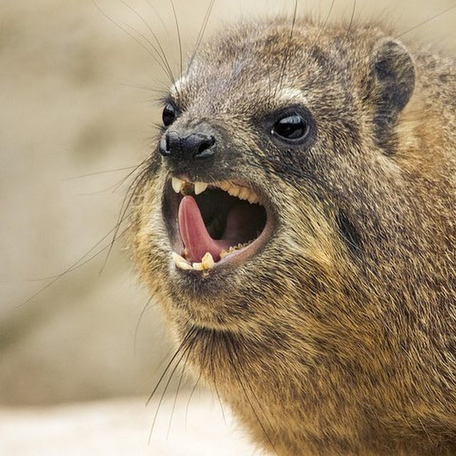 Лапа Дамана