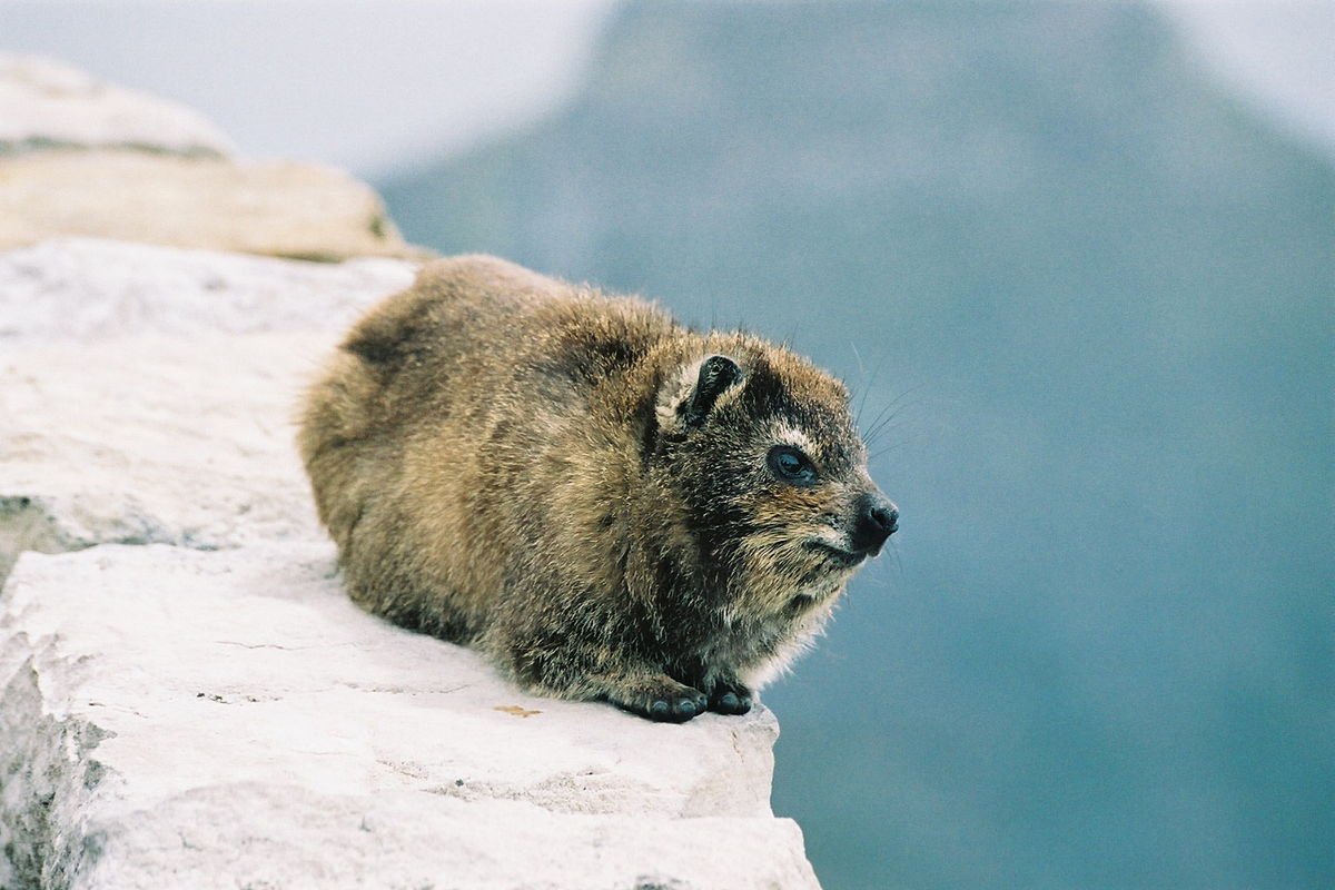 Глаз Дамана