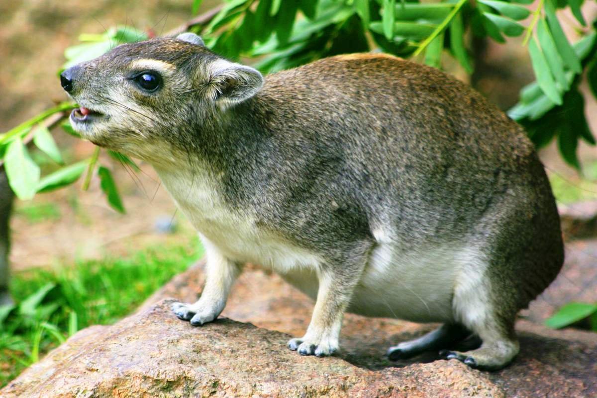 Отряд даманы