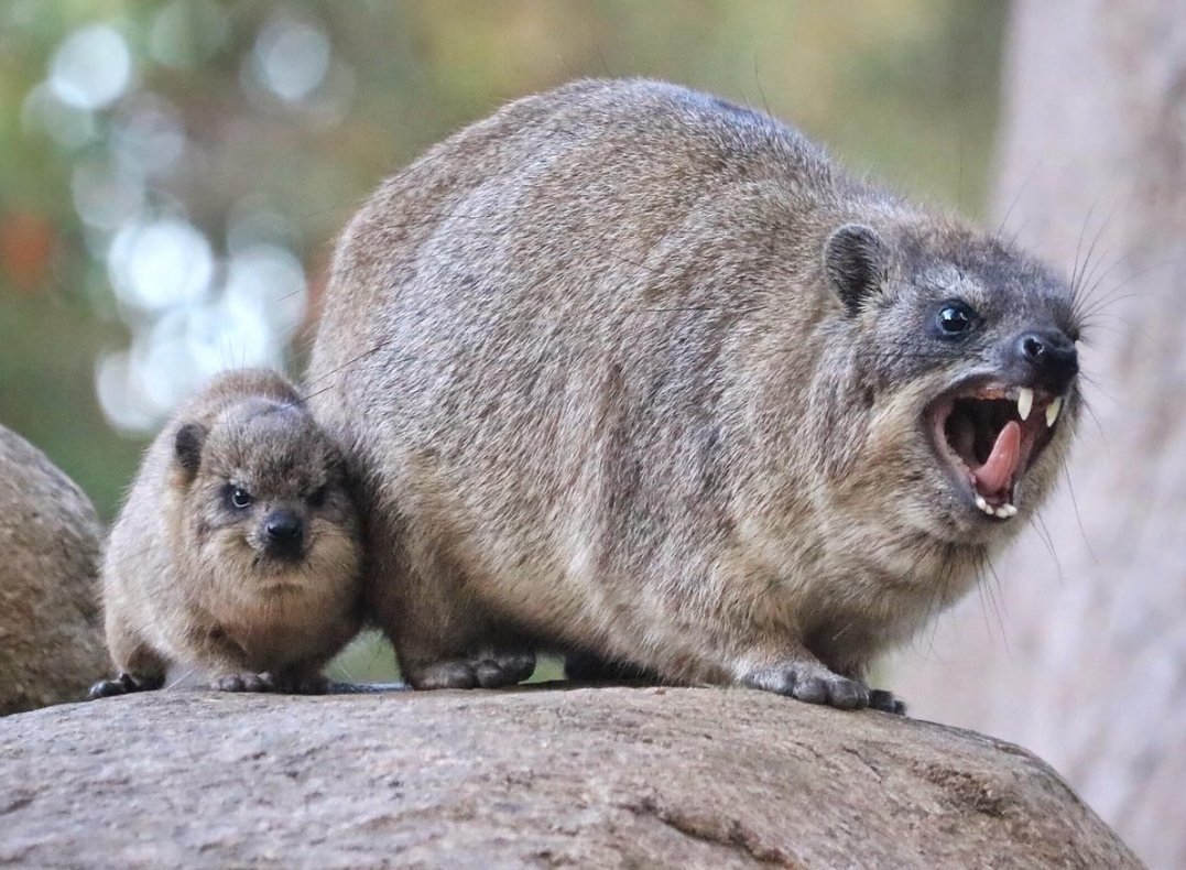 Даман жиряк