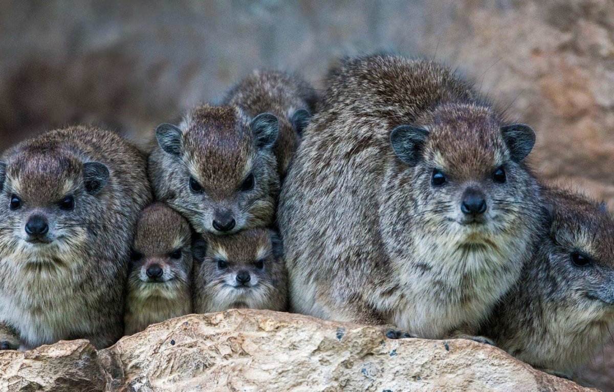 Даман жиряк