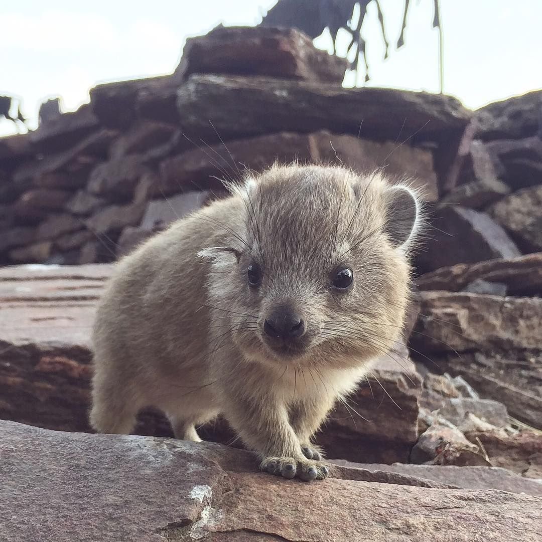 Капский Даман