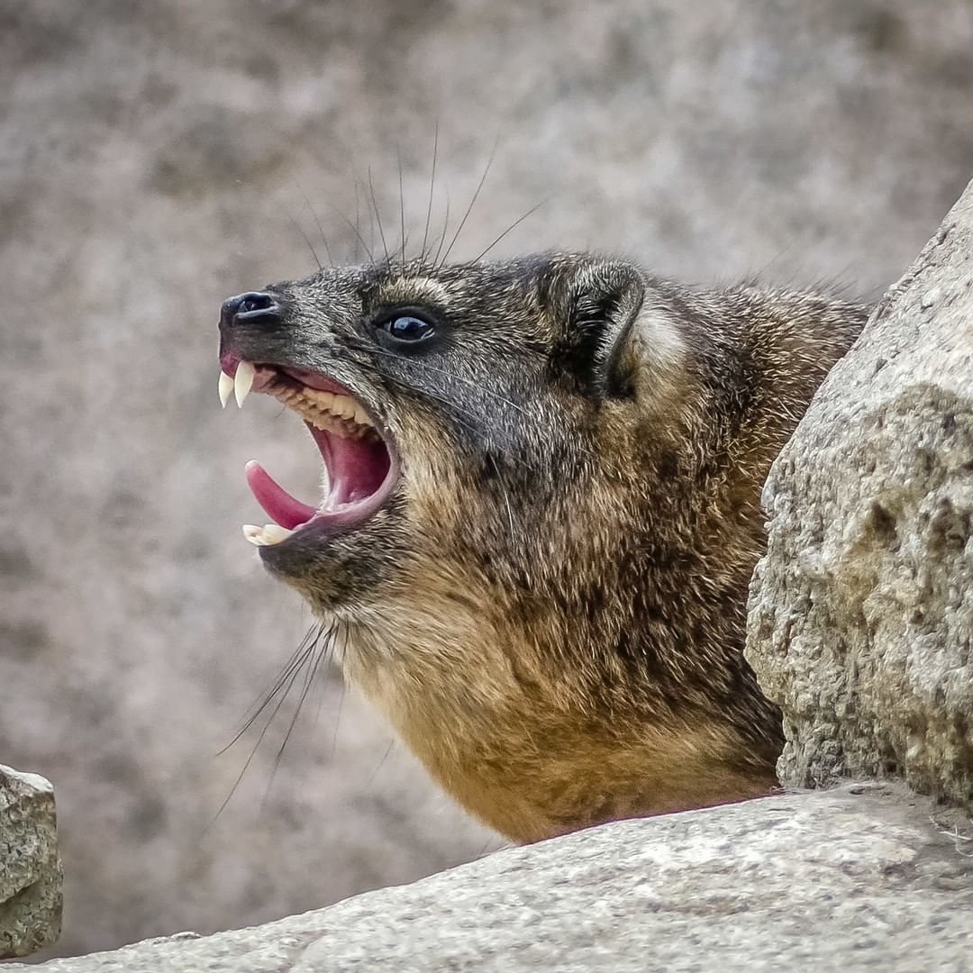 Горный Даман