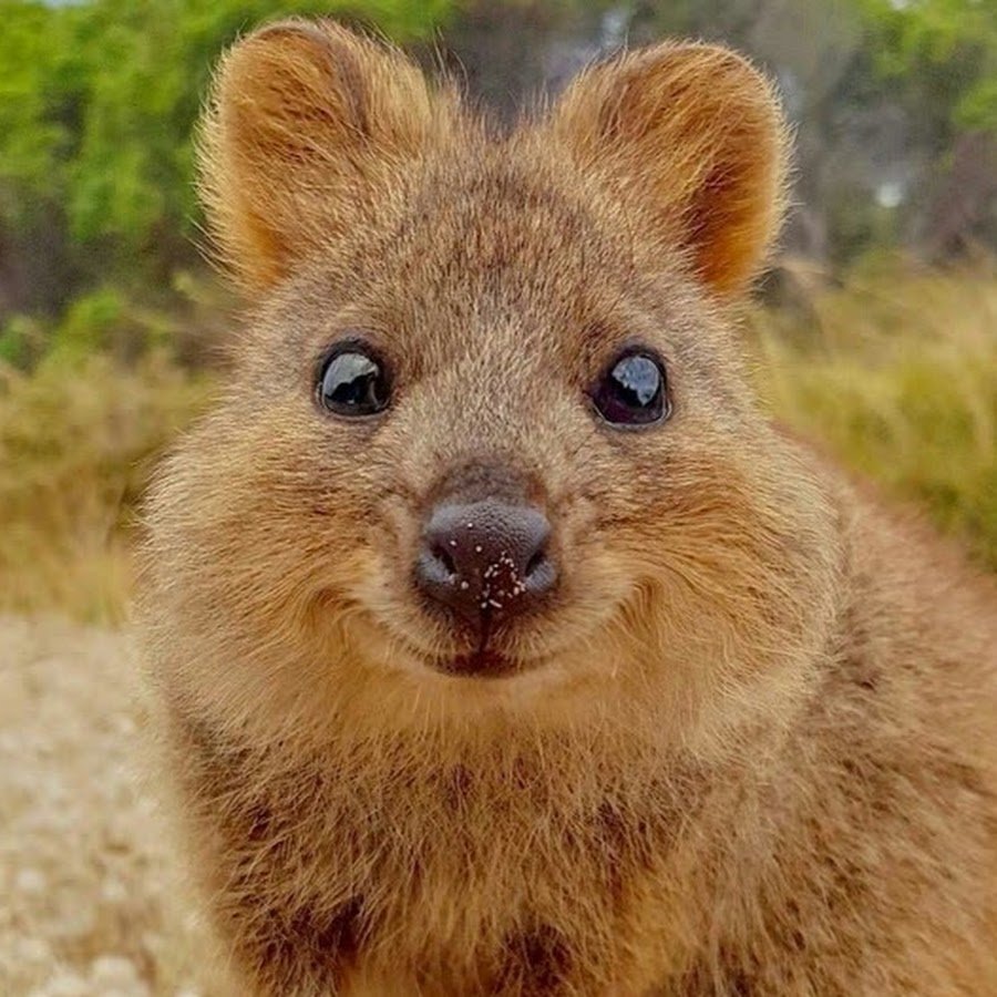 Квокка эндемики Австралии